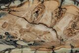Fossil Mammoth Molar Slab - Siberia #215382-1